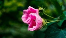 娱乐吃瓜酱洋桔梗,揭秘明星背后的花絮故事