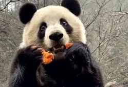 娱乐吃瓜大熊猫视频下载,萌态可掬萌翻网友