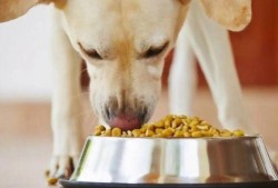 娱乐吃瓜养狗视频在线观看,在线观看乐翻天！