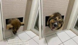 娱乐吃瓜养狗视频在线观看,在线观看乐翻天！