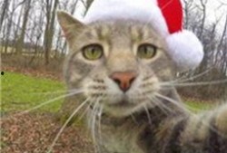 喵星娱乐吃瓜群众是谁啊,吃瓜群众背后的神秘力量